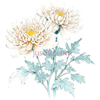 菊花,花卉, PNG
