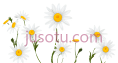雏菊, PNG