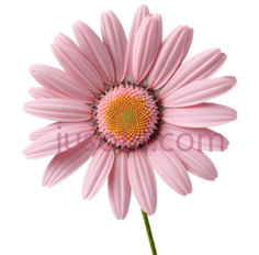 粉色,雏菊PNG