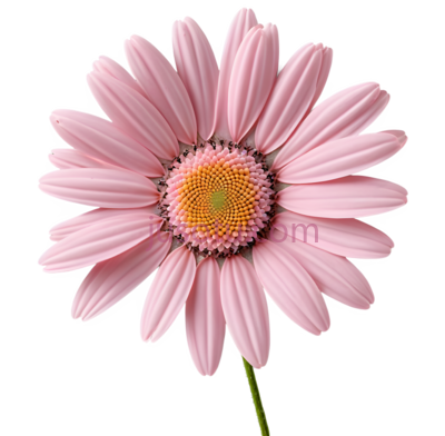 粉色,雏菊, PNG