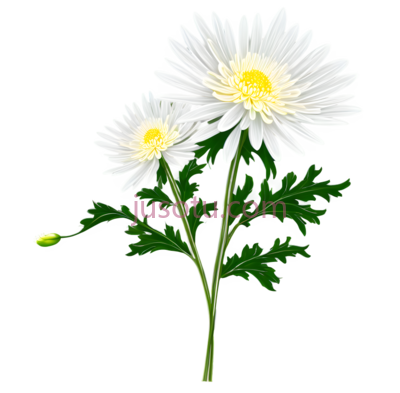 野菊花, PNG