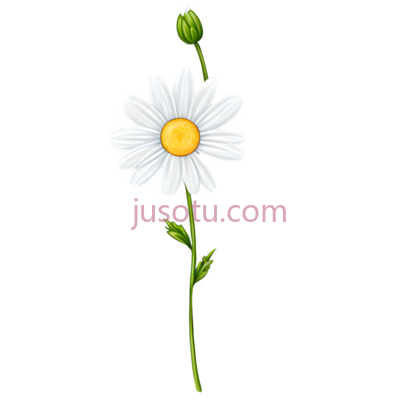 单朵,雏菊,花瓣, PNG