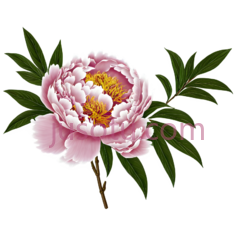 牡丹,插画,粉色PNG